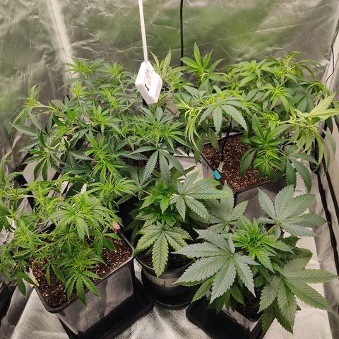 SUPER LEMON HAZE, MOBY-D, CRITICAL +2 & GORILLA GLUE #4 growlog photo: Plantas después de poda y un poco de guiado supercroping 