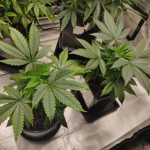 LAFANTA CBD growlog timeline photo