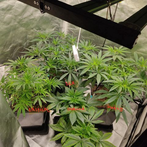 SUPER LEMON HAZE, MOBY-D, CRITICAL +2 & GORILLA GLUE #4 growlog photo: Asi las plantas al día siguiente, parecen más recuperadas de la poda. 