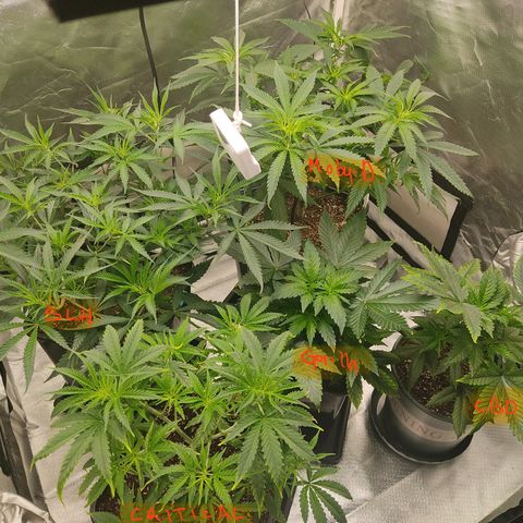 SUPER LEMON HAZE, MOBY-D, CRITICAL +2 & GORILLA GLUE #4 growlog photo: Asi las plantas al día siguiente, parecen más recuperadas de la poda. 