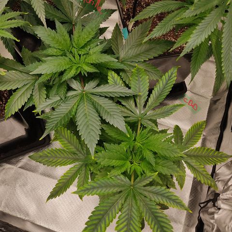 SUPER LEMON HAZE, MOBY-D, CRITICAL +2 & GORILLA GLUE #4 growlog photo: Así cada una de las genéticas, en cuanto trasplantemos las más pequeñas, haremos el cambio de fotoperiodo a 12/12 para comenzar la etapa de floración.