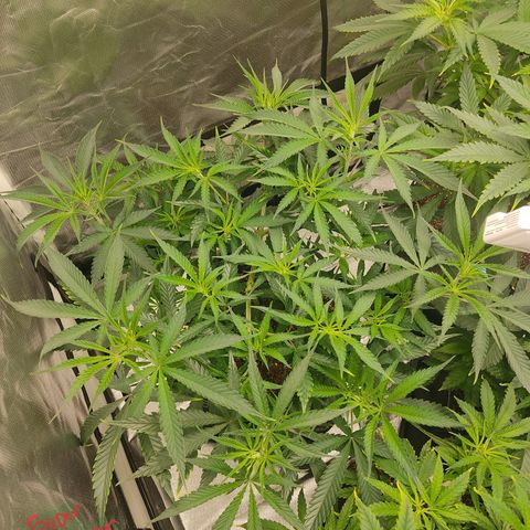 SUPER LEMON HAZE, MOBY-D, CRITICAL +2 & GORILLA GLUE #4 growlog photo: Así cada una de las genéticas, en cuanto trasplantemos las más pequeñas, haremos el cambio de fotoperiodo a 12/12 para comenzar la etapa de floración.