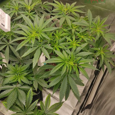 SUPER LEMON HAZE, MOBY-D, CRITICAL +2 & GORILLA GLUE #4 growlog photo: Así cada una de las genéticas, en cuanto trasplantemos las más pequeñas, haremos el cambio de fotoperiodo a 12/12 para comenzar la etapa de floración.