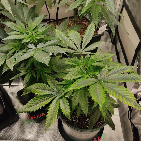 SUPER LEMON HAZE, MOBY-D, CRITICAL +2 & GORILLA GLUE #4 growlog photo: Así cada una de las genéticas, en cuanto trasplantemos las más pequeñas, haremos el cambio de fotoperiodo a 12/12 para comenzar la etapa de floración.
