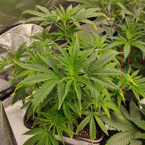 SUPER LEMON HAZE, MOBY-D, CRITICAL +2 & GORILLA GLUE #4 growlog photo: Así cada una de las genéticas, en cuanto trasplantemos las más pequeñas, haremos el cambio de fotoperiodo a 12/12 para comenzar la etapa de floración.