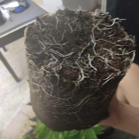 LAFANTA CBD growlog timeline photo