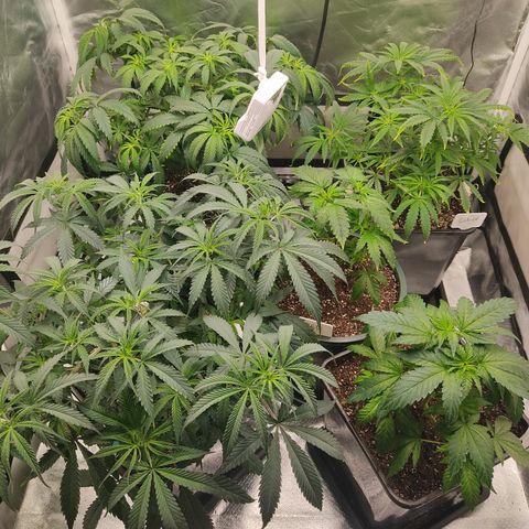 LAFANTA CBD growlog timeline photo