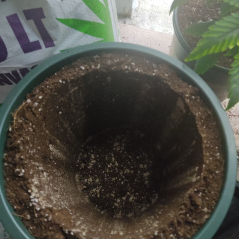 LAFANTA CBD growlog photo: Maceta final de 10 litros con micorrizas 