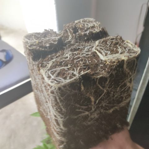 SUPER LEMON HAZE, MOBY-D, CRITICAL +2 & GORILLA GLUE #4 growlog photo: Transplante a maceta final de 11 litros, agregamos micorrizas.
