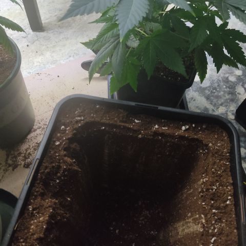 SUPER LEMON HAZE, MOBY-D, CRITICAL +2 & GORILLA GLUE #4 growlog photo: Transplante a maceta final de 11 litros, agregamos micorrizas.