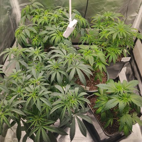 SUPER LEMON HAZE, MOBY-D, CRITICAL +2 & GORILLA GLUE #4 growlog photo: Plantas después de riego 