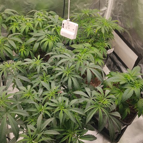 SUPER LEMON HAZE, MOBY-D, CRITICAL +2 & GORILLA GLUE #4 growlog photo: Plantas después de riego 