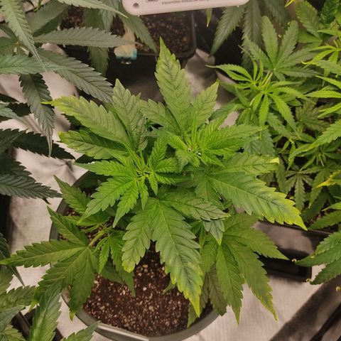 LAFANTA CBD growlog timeline photo