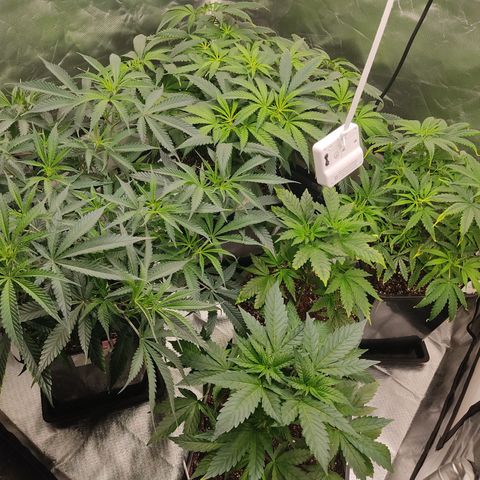 LAFANTA CBD growlog timeline photo