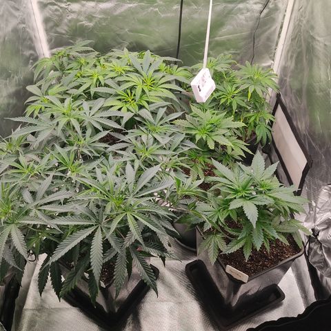 SUPER LEMON HAZE, MOBY-D, CRITICAL +2 & GORILLA GLUE #4 growlog timeline photo