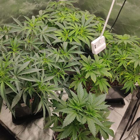 SUPER LEMON HAZE, MOBY-D, CRITICAL +2 & GORILLA GLUE #4 growlog timeline photo