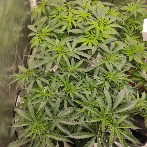 SUPER LEMON HAZE, MOBY-D, CRITICAL +2 & GORILLA GLUE #4 growlog photo:  Moby D y Súper Lemon Haze