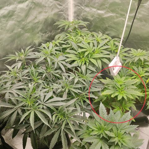 LAFANTA CBD growlog timeline photo