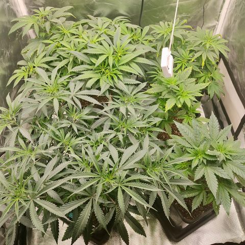 SUPER LEMON HAZE, MOBY-D, CRITICAL +2 & GORILLA GLUE #4 growlog timeline photo
