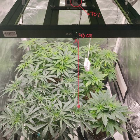 SUPER LEMON HAZE, MOBY-D, CRITICAL +2 & GORILLA GLUE #4 growlog timeline photo