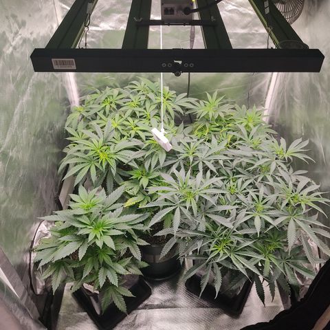 SUPER LEMON HAZE, MOBY-D, CRITICAL +2 & GORILLA GLUE #4 growlog photo: Estado previo a defoliación 