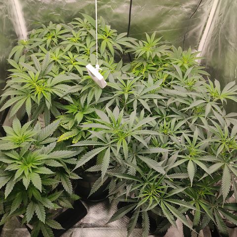 SUPER LEMON HAZE, MOBY-D, CRITICAL +2 & GORILLA GLUE #4 growlog photo: Estado previo a defoliación 