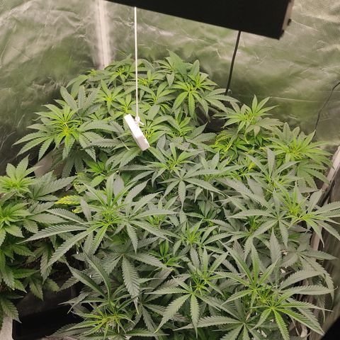 SUPER LEMON HAZE, MOBY-D, CRITICAL +2 & GORILLA GLUE #4 growlog photo: Estado previo a defoliación 