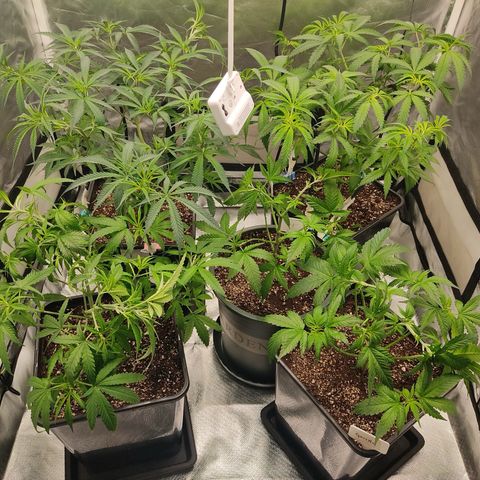 SUPER LEMON HAZE, MOBY-D, CRITICAL +2 & GORILLA GLUE #4 growlog photo: Después de defoliación y guiado 