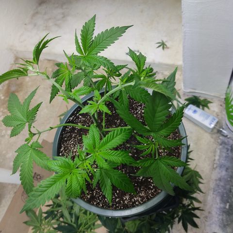 LAFANTA CBD growlog photo: Después de poda 