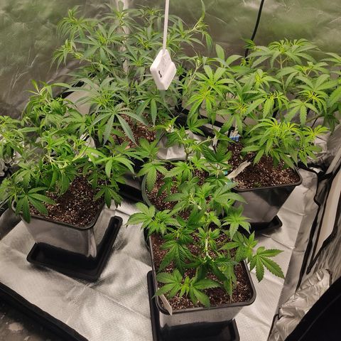 LAFANTA CBD growlog photo: Después de poda 