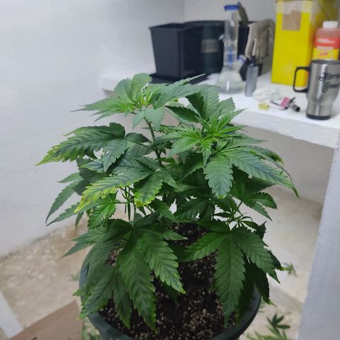 LAFANTA CBD growlog photo: Después de poda 