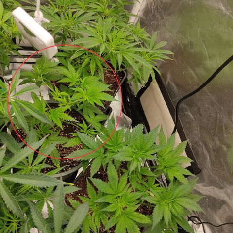 LAFANTA CBD growlog photo: Día después de poda 