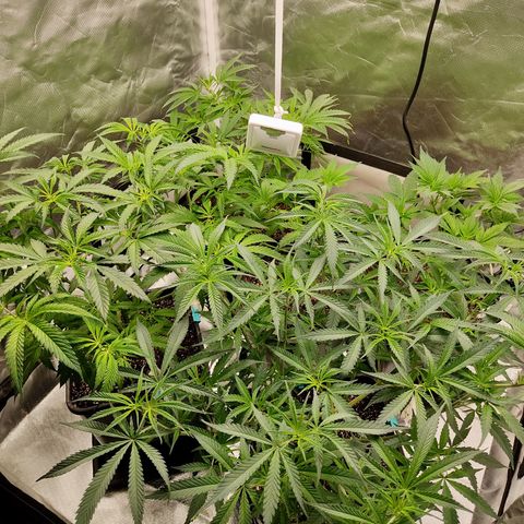 SUPER LEMON HAZE, MOBY-D, CRITICAL +2 & GORILLA GLUE #4 growlog photo: Día después de poda