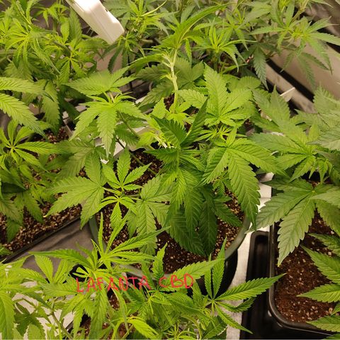 LAFANTA CBD growlog timeline photo