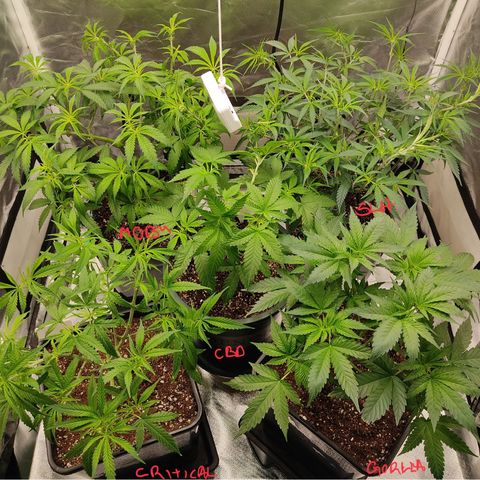 LAFANTA CBD growlog timeline photo