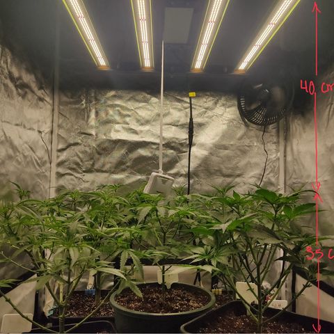 SUPER LEMON HAZE, MOBY-D, CRITICAL +2 & GORILLA GLUE #4 growlog timeline photo