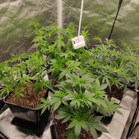 SUPER LEMON HAZE, MOBY-D, CRITICAL +2 & GORILLA GLUE #4 growlog timeline photo