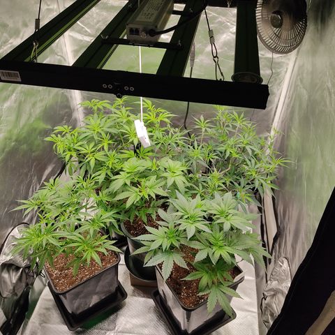 SUPER LEMON HAZE, MOBY-D, CRITICAL +2 & GORILLA GLUE #4 growlog photo: Día 1 prefloracion, cada genética muestra sus propios rasgos 