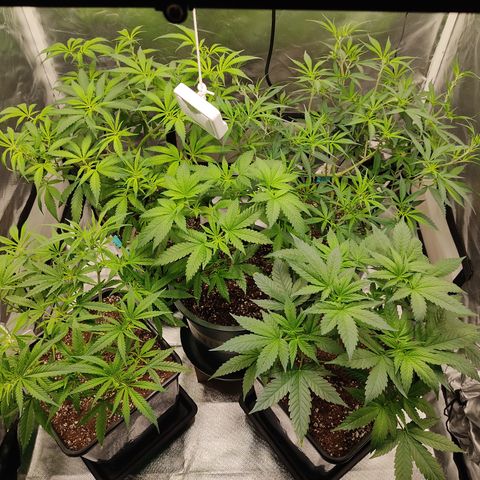 SUPER LEMON HAZE, MOBY-D, CRITICAL +2 & GORILLA GLUE #4 growlog photo: Día 1 prefloracion, cada genética muestra sus propios rasgos 
