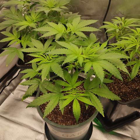 LAFANTA CBD growlog timeline photo