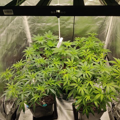 SUPER LEMON HAZE, MOBY-D, CRITICAL +2 & GORILLA GLUE #4 growlog timeline photo