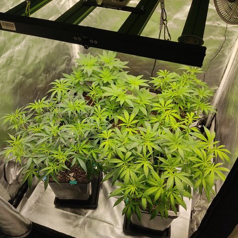 SUPER LEMON HAZE, MOBY-D, CRITICAL +2 & GORILLA GLUE #4 growlog timeline photo