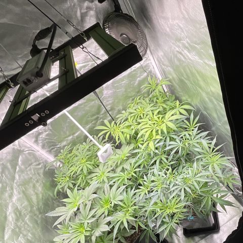 LAFANTA CBD growlog timeline photo