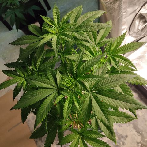 LAFANTA CBD growlog timeline photo