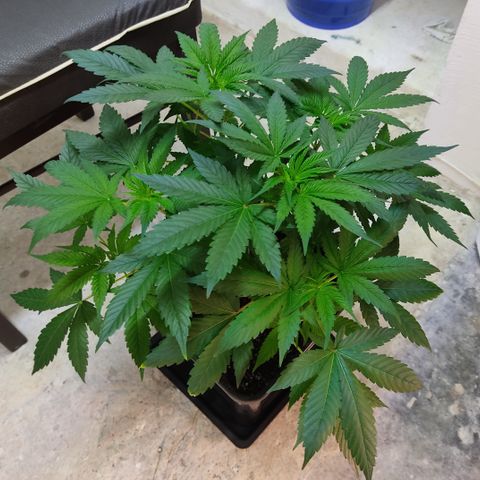 SUPER LEMON HAZE, MOBY-D, CRITICAL +2 & GORILLA GLUE #4 growlog timeline photo