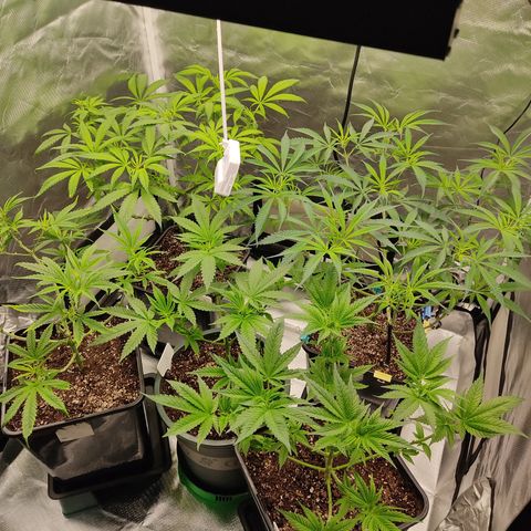 SUPER LEMON HAZE, MOBY-D, CRITICAL +2 & GORILLA GLUE #4 growlog timeline photo