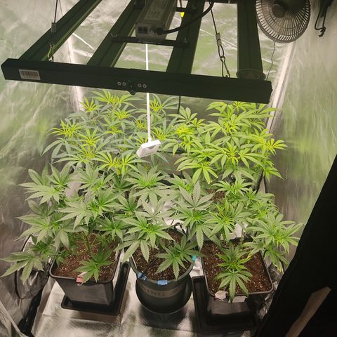 SUPER LEMON HAZE, MOBY-D, CRITICAL +2 & GORILLA GLUE #4 growlog timeline photo