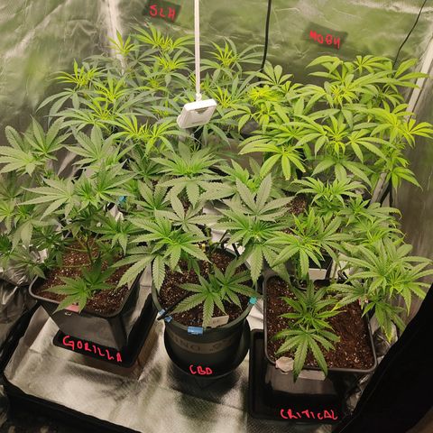SUPER LEMON HAZE, MOBY-D, CRITICAL +2 & GORILLA GLUE #4 growlog timeline photo