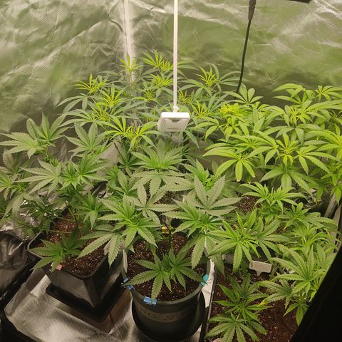 SUPER LEMON HAZE, MOBY-D, CRITICAL +2 & GORILLA GLUE #4 growlog timeline photo