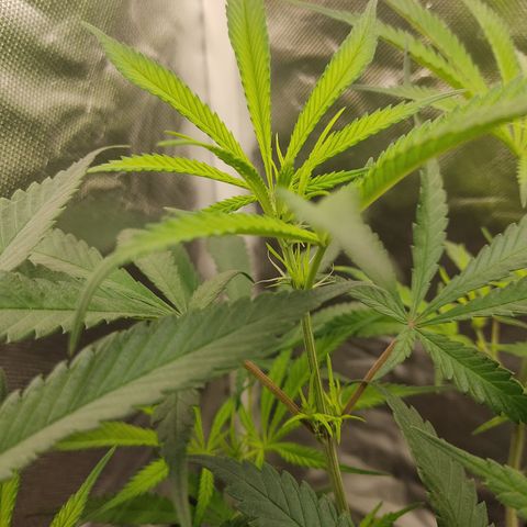 SUPER LEMON HAZE, MOBY-D, CRITICAL +2 & GORILLA GLUE #4 growlog timeline photo